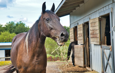 Paardenpension galerij 2