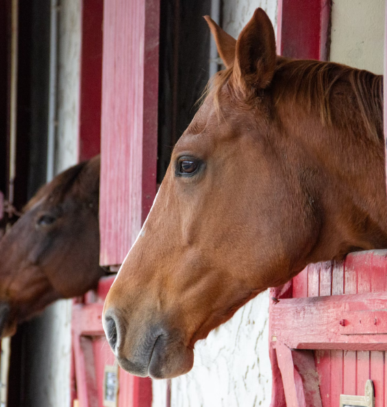 Paardenpension galerij 5